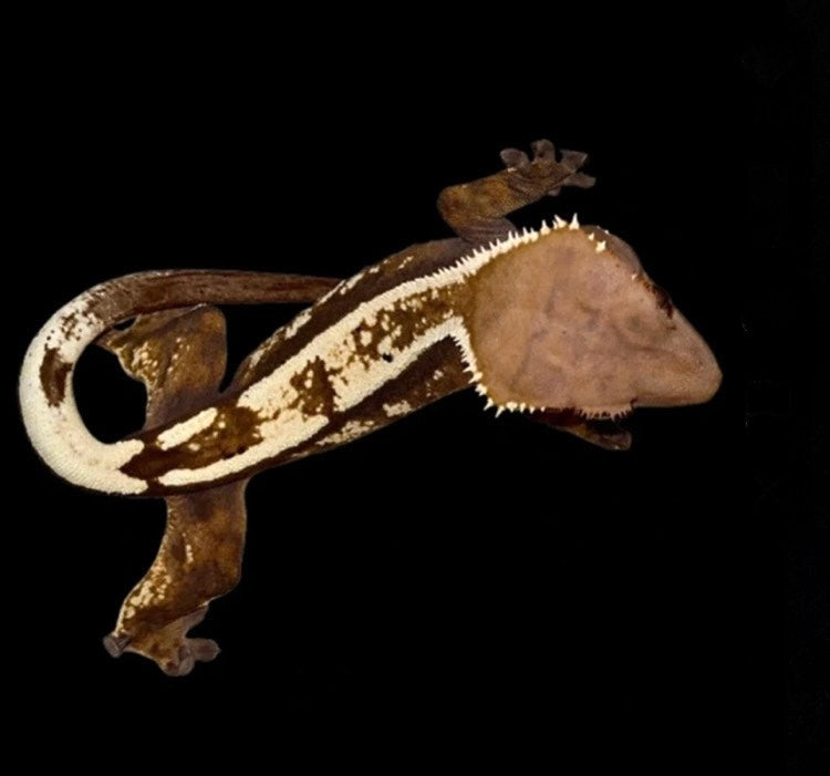 Emptyback x Het Super Stripe “Sable” Crested Gecko Almost RTB Female