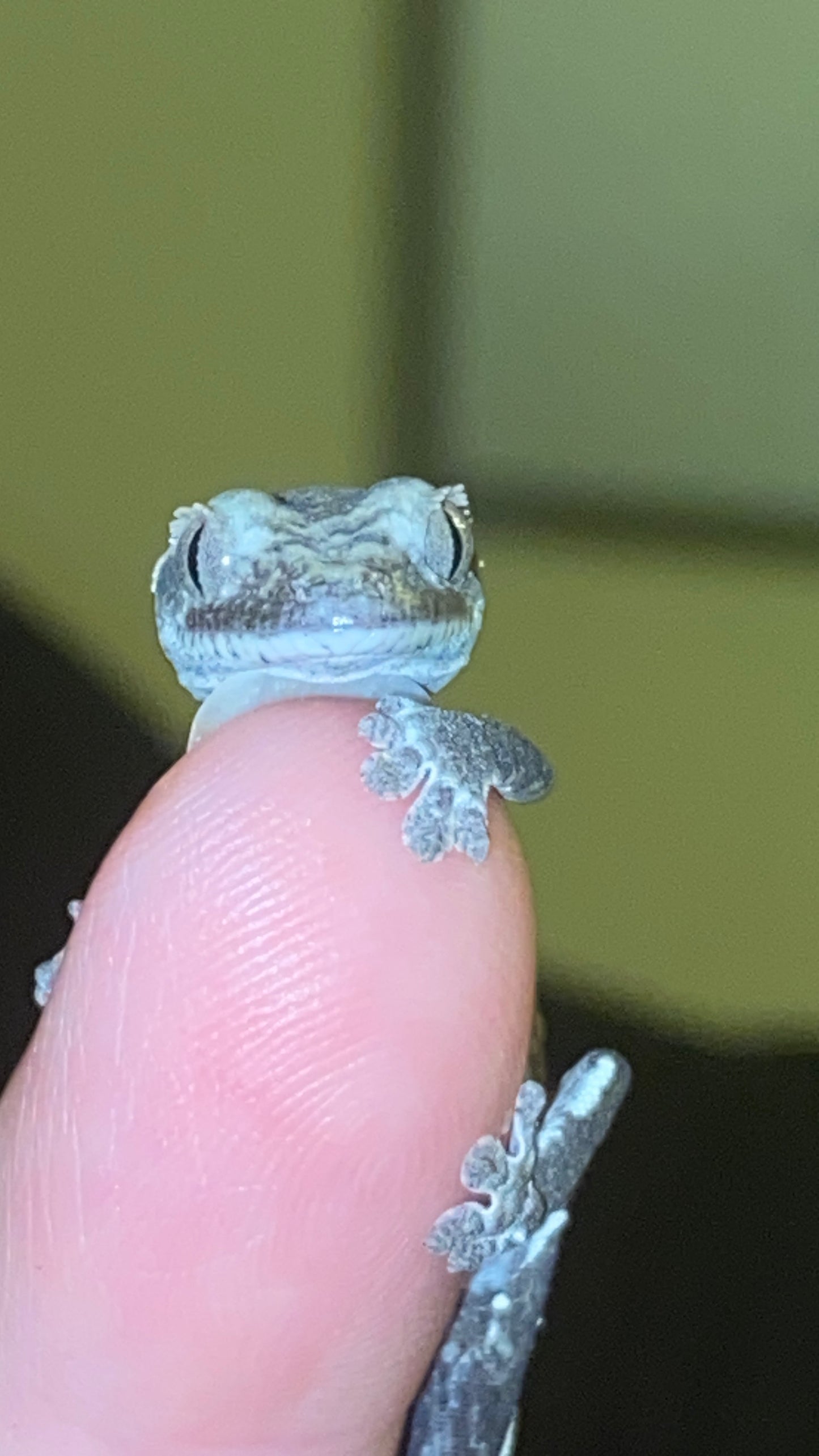 Visual Axanthic x Emptyback x 66% Het Superstripe x Pinstripe