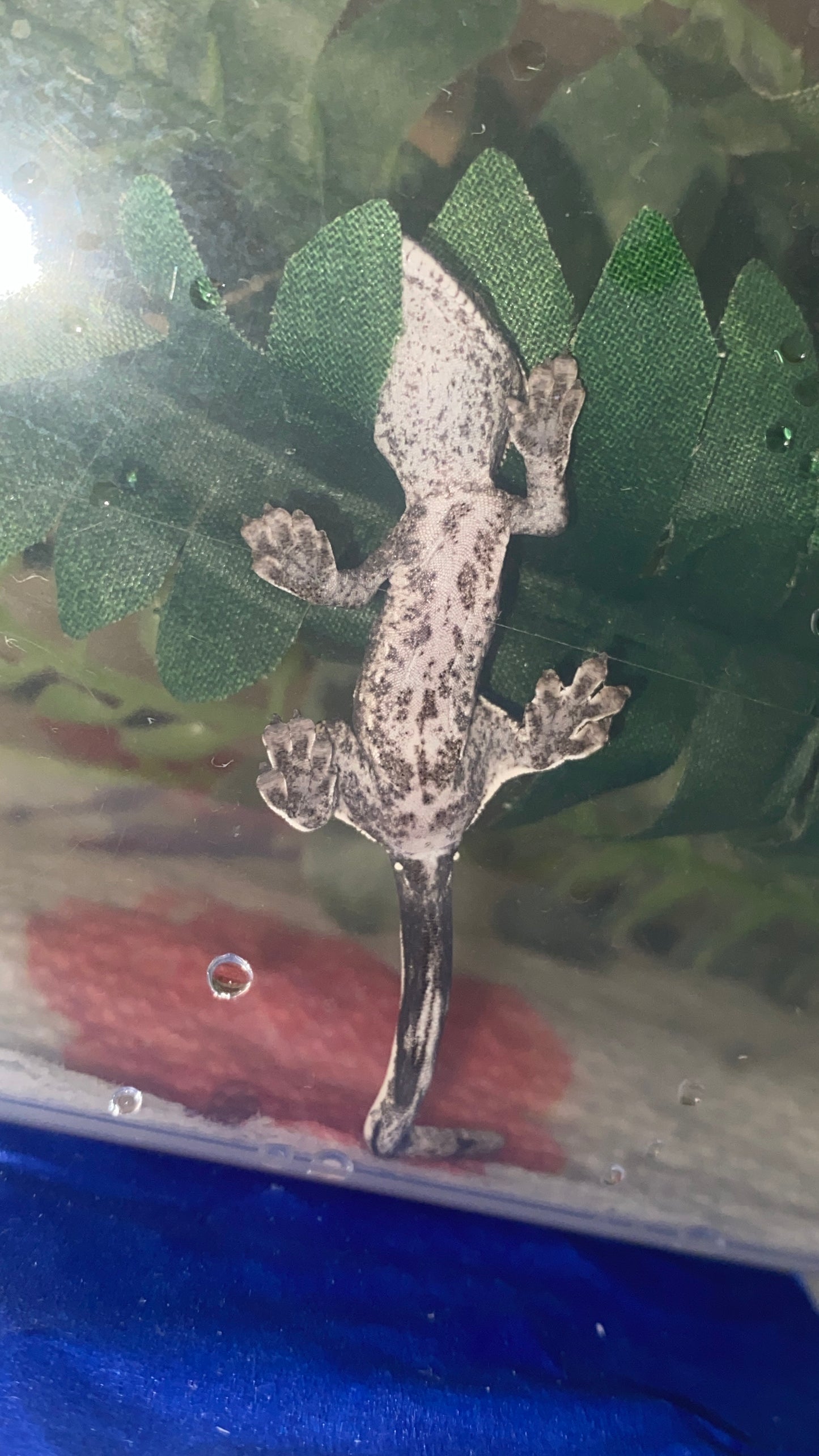 Visual Axanthic x Emptyback x 66% Het Superstripe x Pinstripe