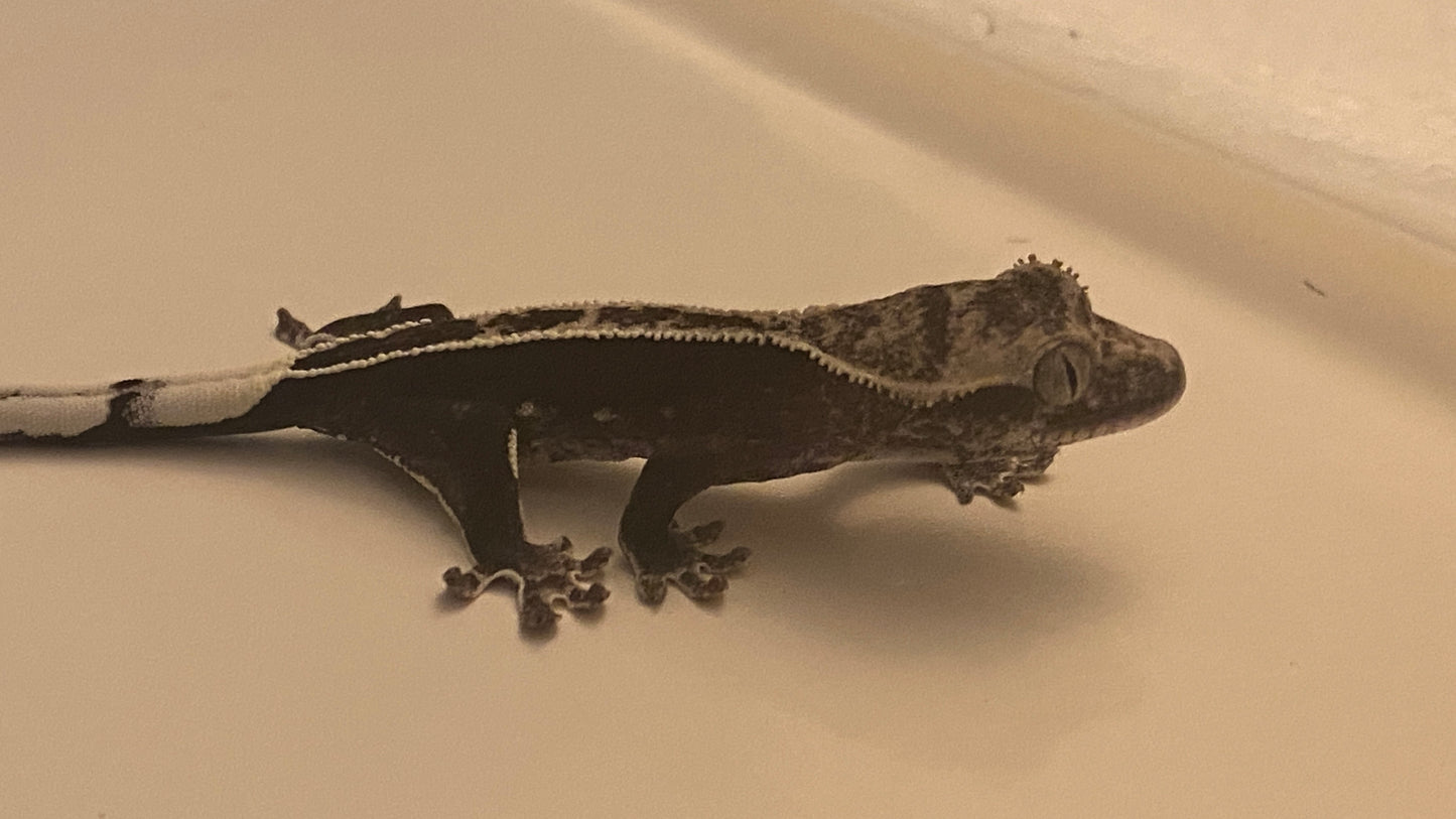 Visual Axanthic x Emptyback x 66% Het Superstripe x Pinstripe
