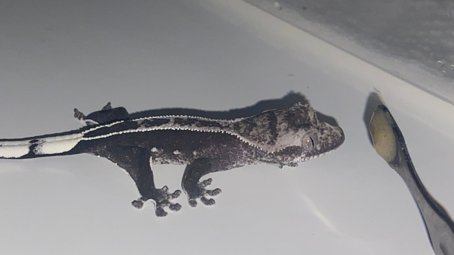 Visual Axanthic x Emptyback x 66% Het Superstripe x Pinstripe
