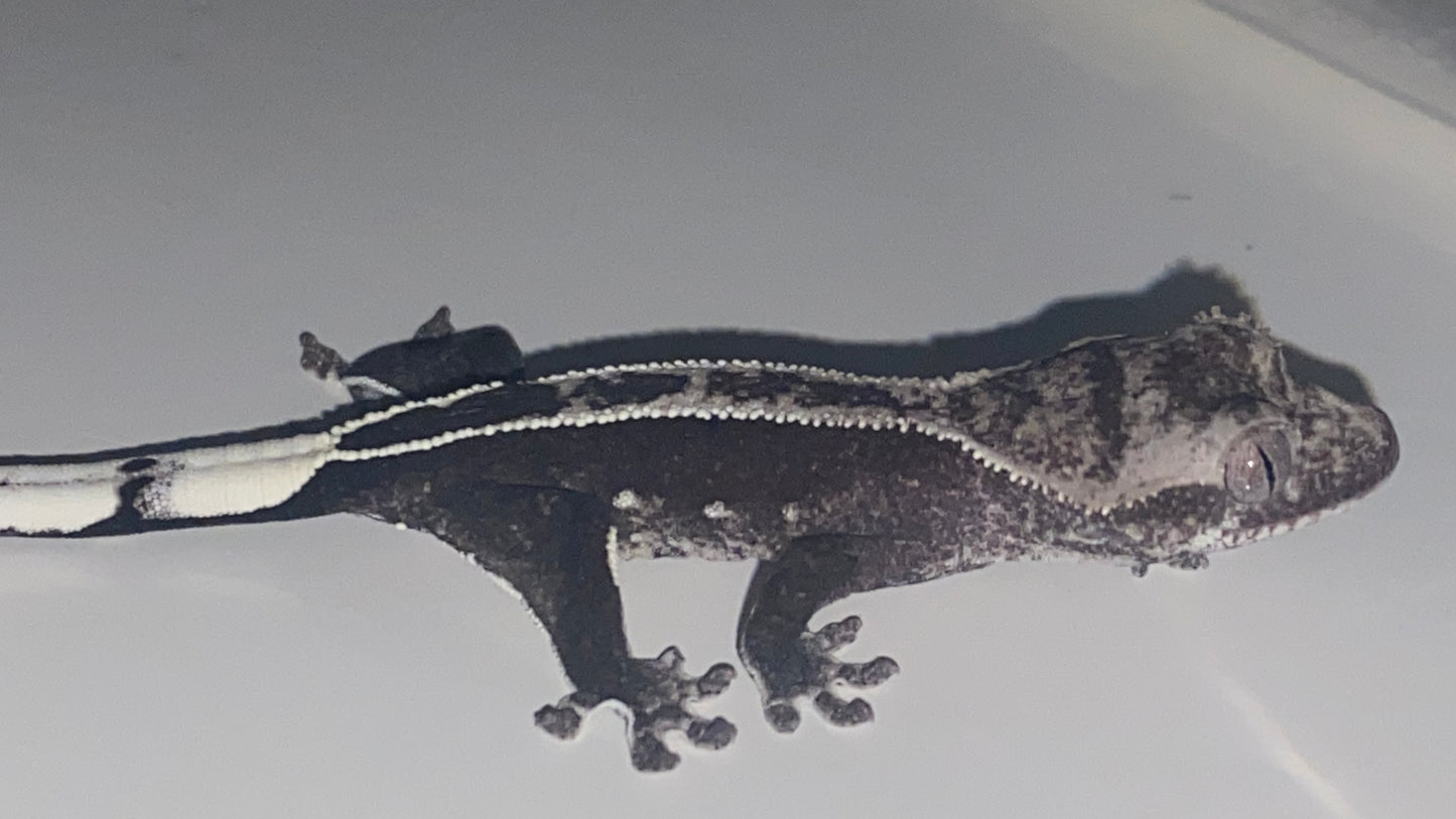 Visual Axanthic x Emptyback x 66% Het Superstripe x Pinstripe