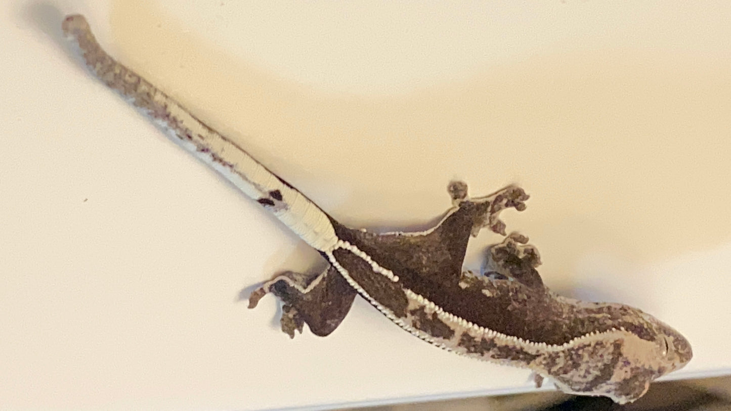 Visual Axanthic x Emptyback x 66% Het Superstripe x Pinstripe