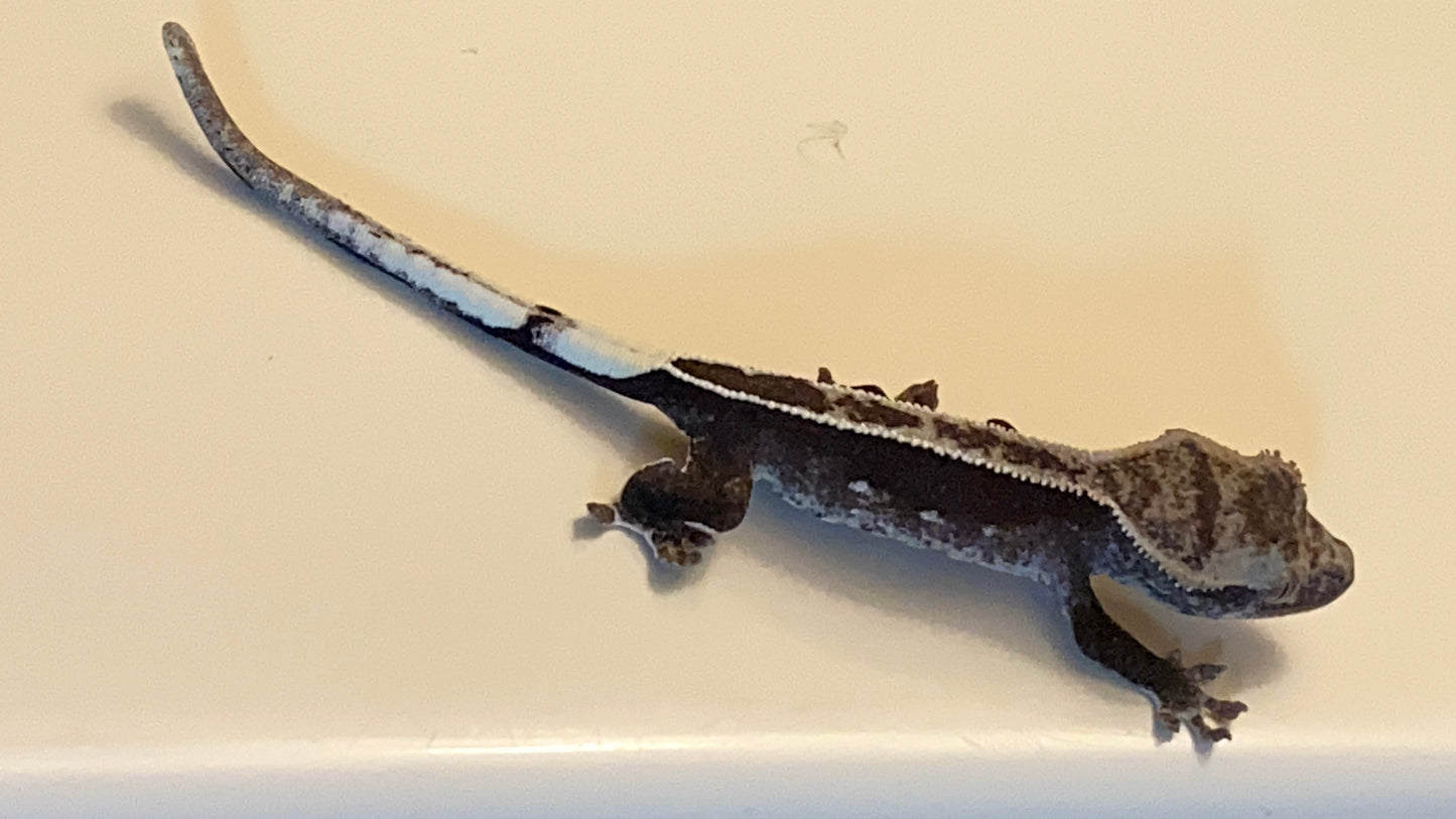 Visual Axanthic x Emptyback x 66% Het Superstripe x Pinstripe