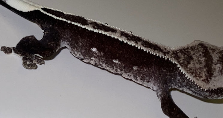 Visual Axanthic x Emptyback x 66% Het Superstripe x Pinstripe