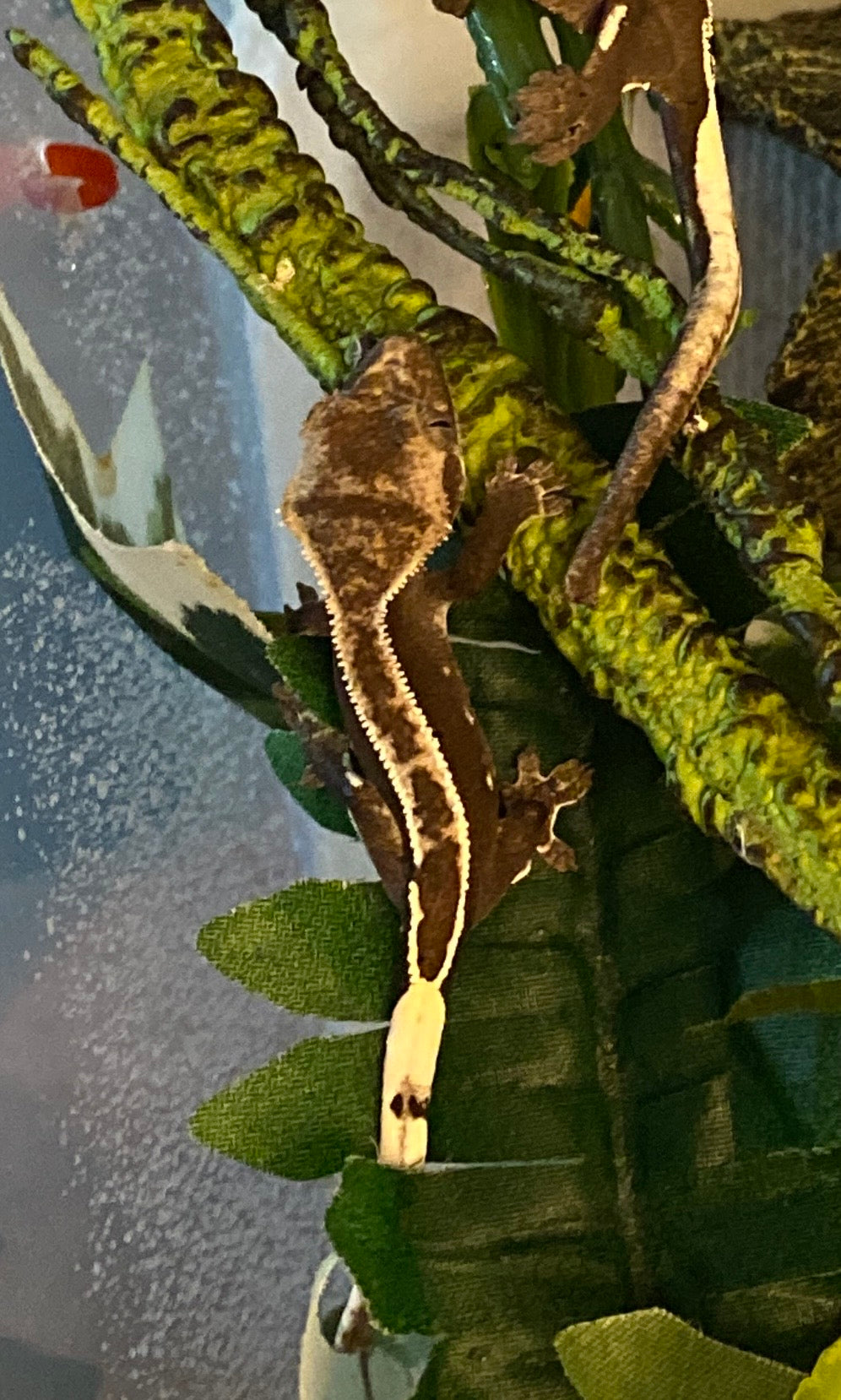 Visual Axanthic x Emptyback x 66% Het Superstripe x Pinstripe