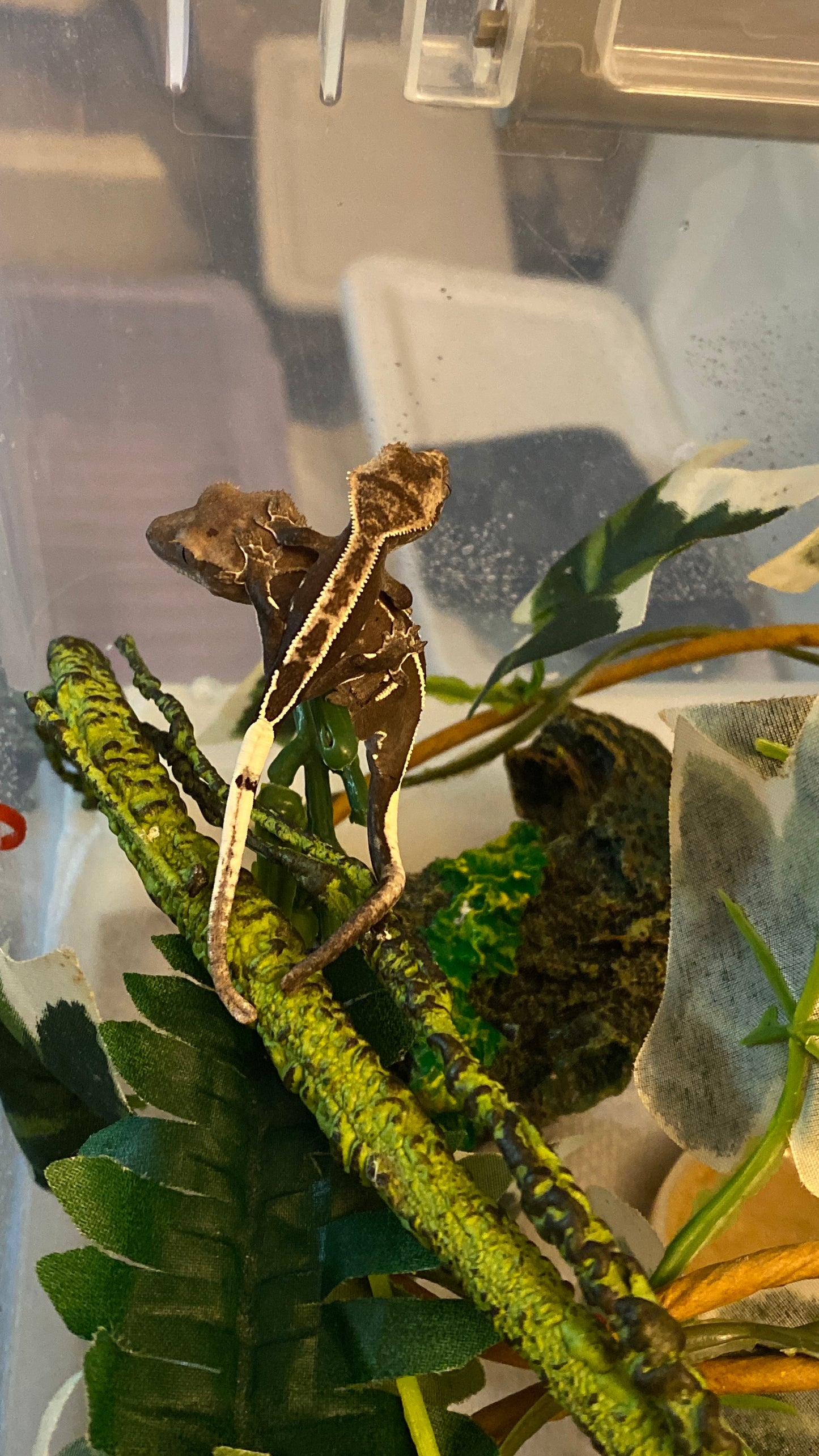 Visual Axanthic x Emptyback x 66% Het Superstripe x Pinstripe