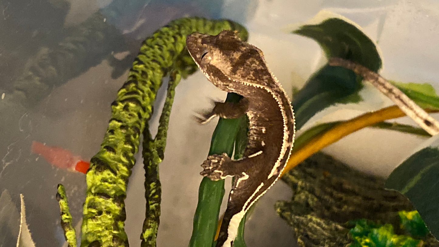 Visual Axanthic x Emptyback x 66% Het Superstripe x Pinstripe