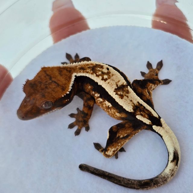 Emptyback x Het Super Stripe “Sable” Crested Gecko
