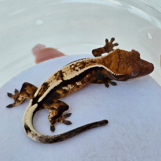 Emptyback x Het Super Stripe “Sable” Crested Gecko