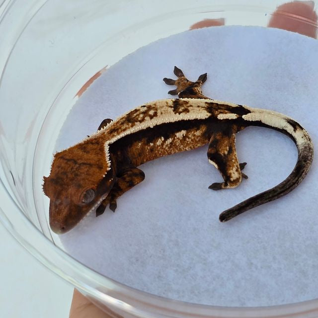 Emptyback x Het Super Stripe “Sable” Crested Gecko