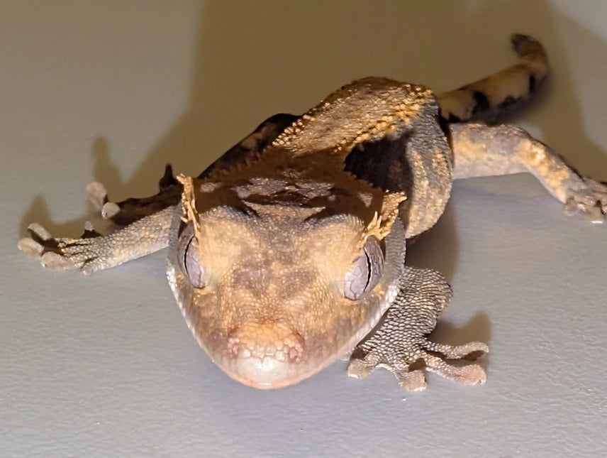 Genetic Hypo x Pos Cappuccino “Fire” Crested Gecko