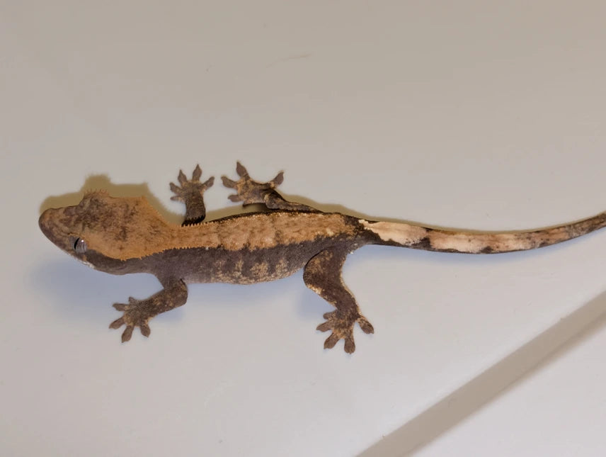 Genetic Hypo x Pos Cappuccino “Fire” Crested Gecko