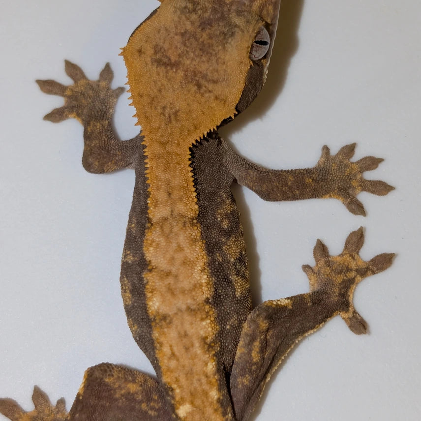 Genetic Hypo x Pos Cappuccino “Fire” Crested Gecko