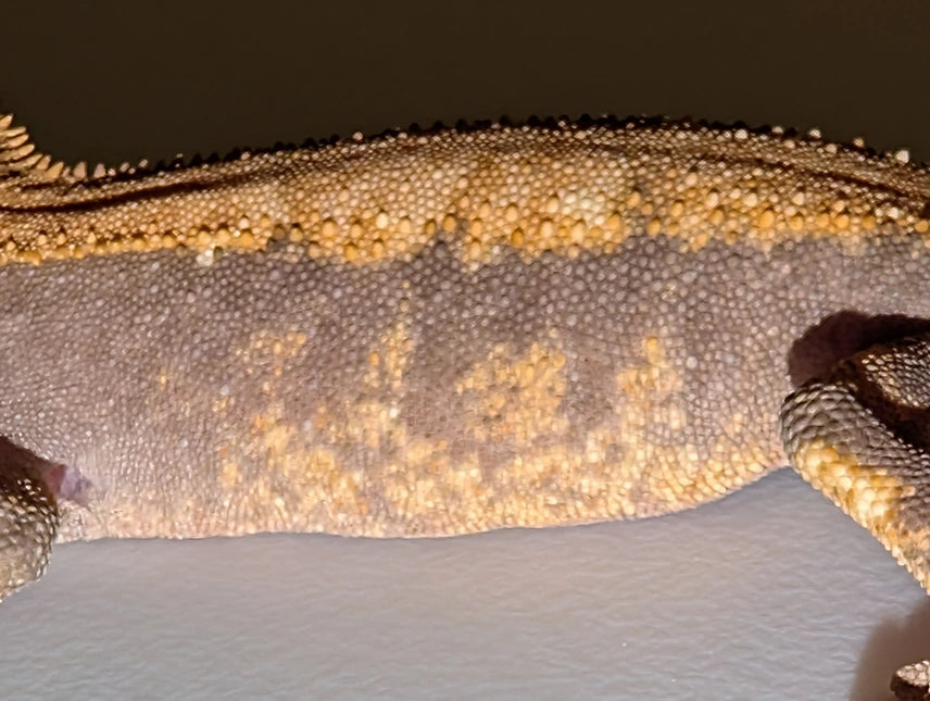 Guaranteed 100% Het Genetic Hypo “ Fire”x Pos Cappuccino “Fire” Crested Gecko Almost RTB Male