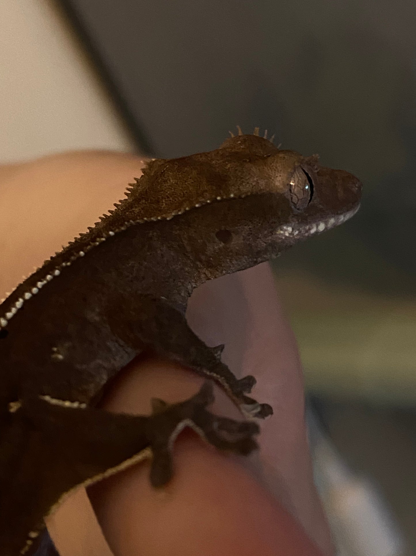 Visual Axanthic x Emptyback x 66% Het Superstripe x Pinstripe