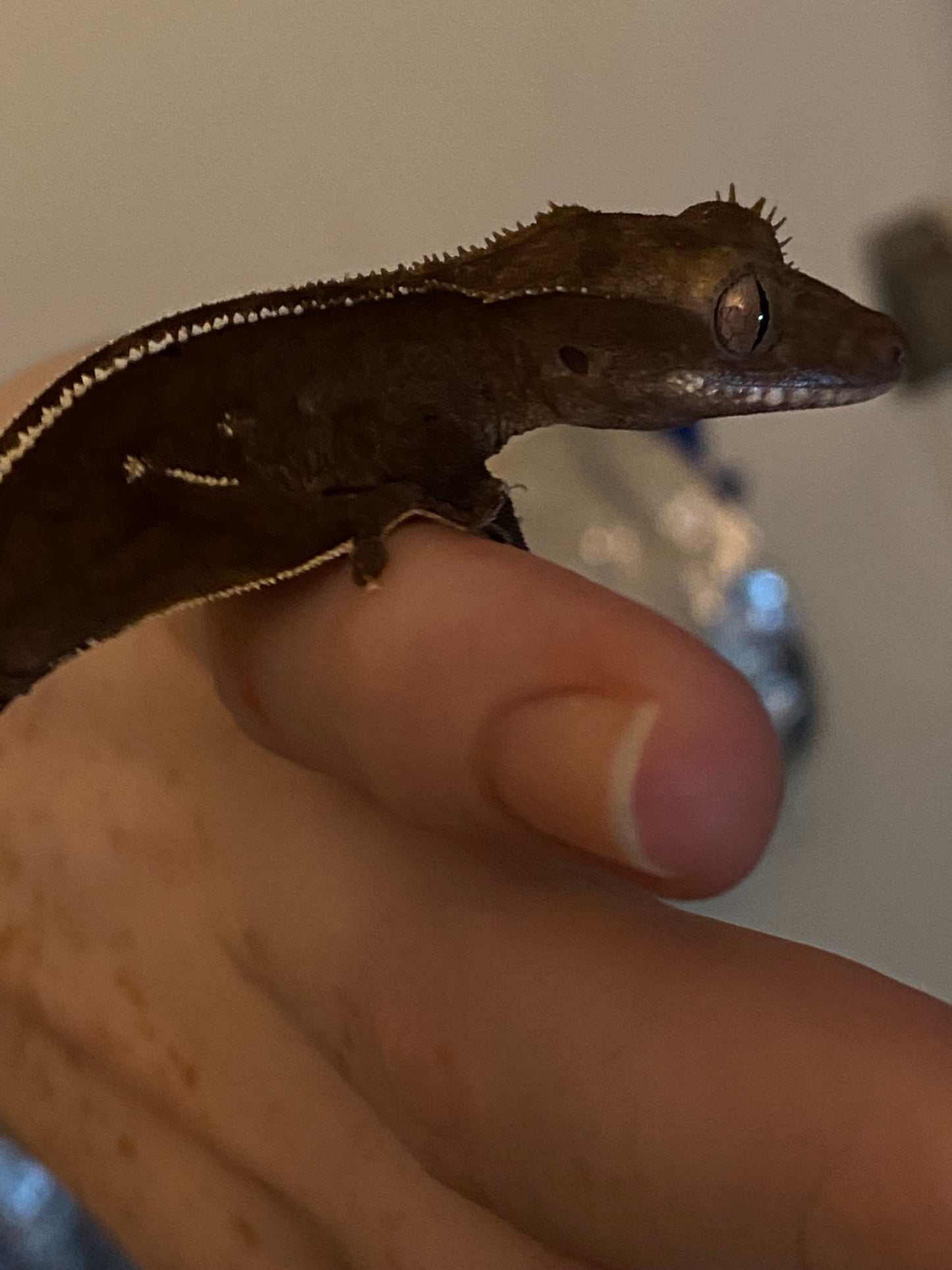 Visual Axanthic x Emptyback x 66% Het Superstripe x Pinstripe
