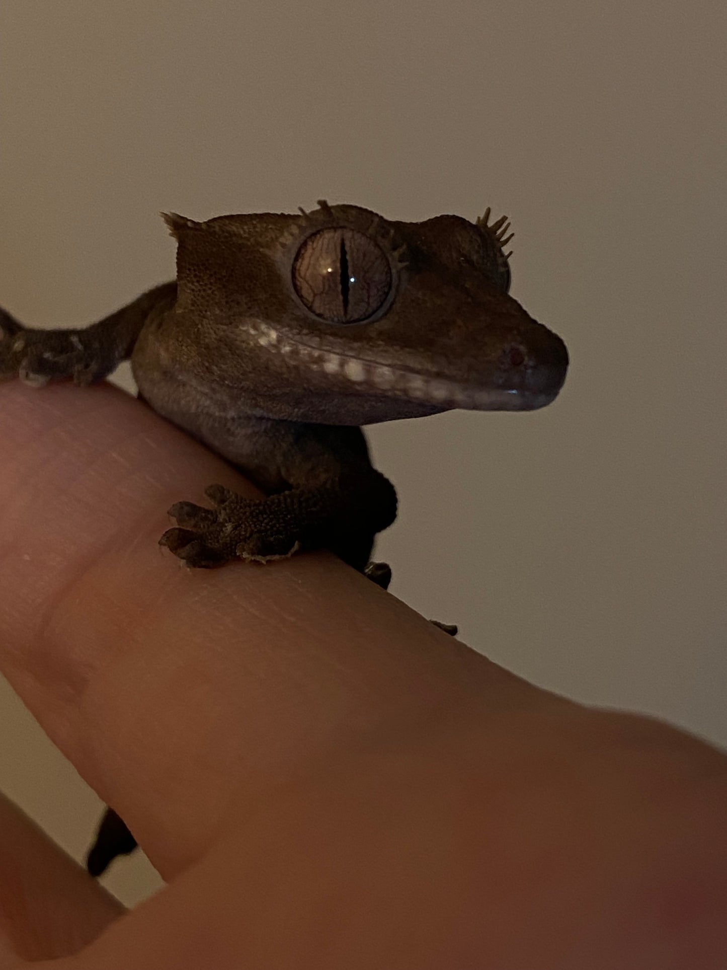 Visual Axanthic x Emptyback x 66% Het Superstripe x Pinstripe