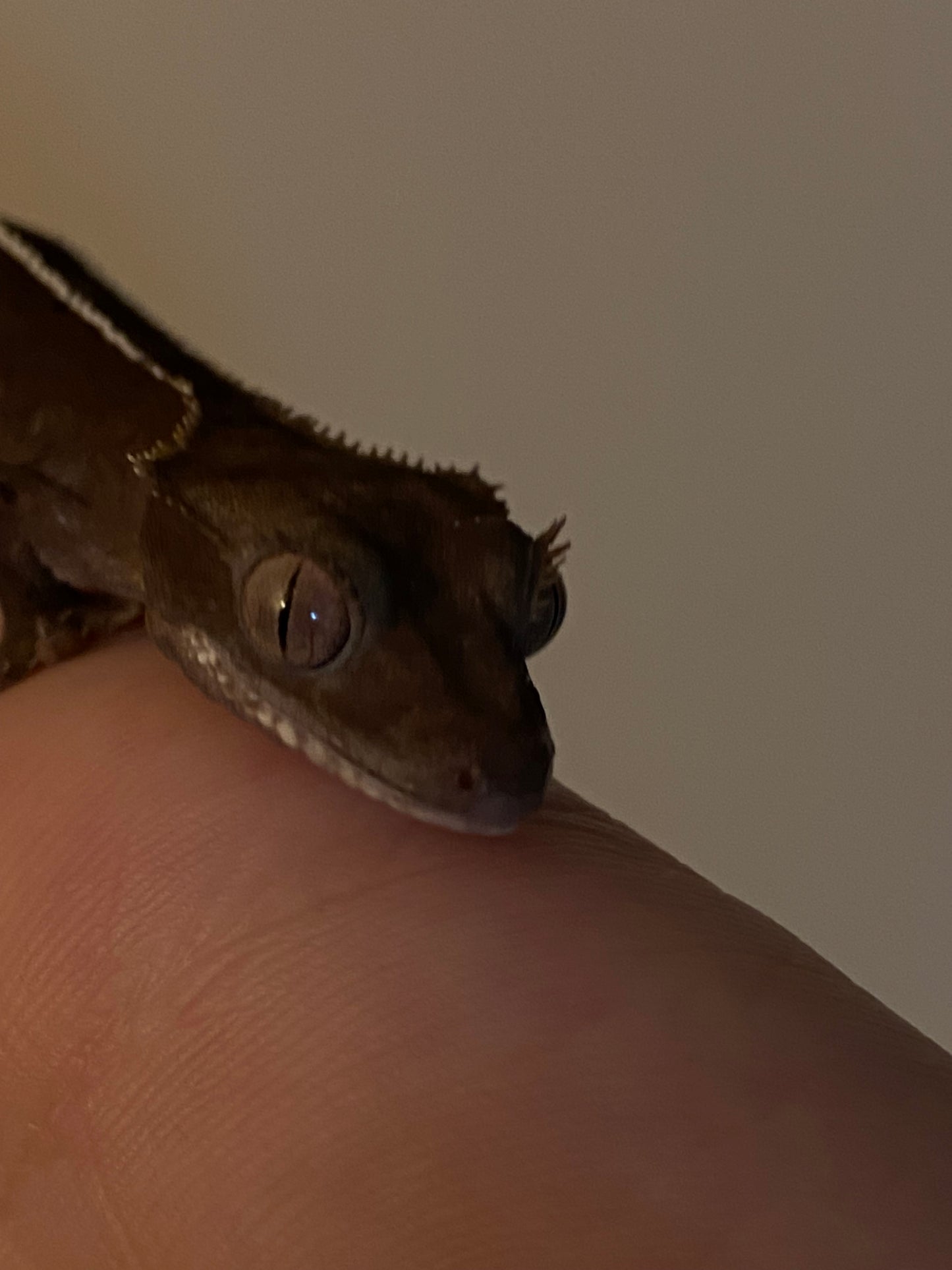 Visual Axanthic x Emptyback x 66% Het Superstripe x Pinstripe