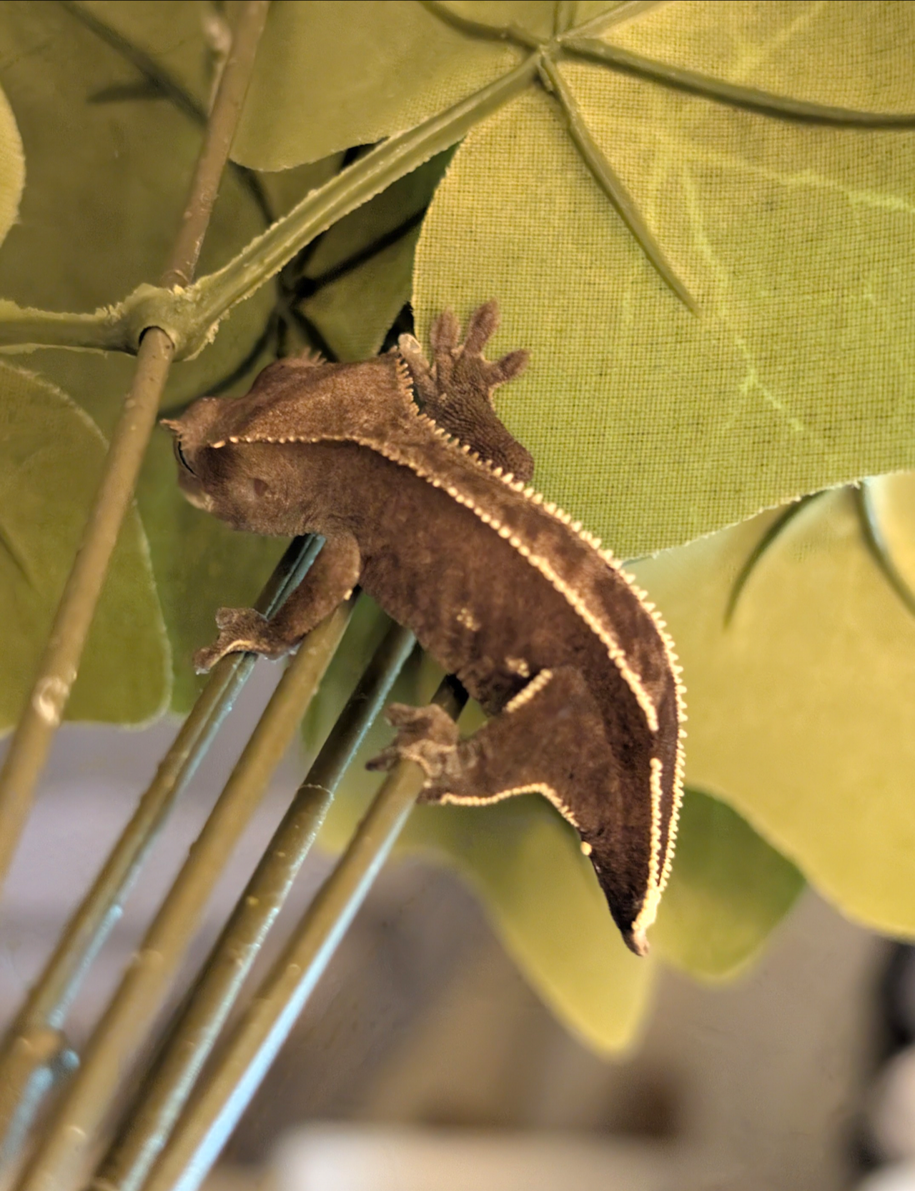 Visual Axanthic x Emptyback x 66% Het Superstripe x Pinstripe
