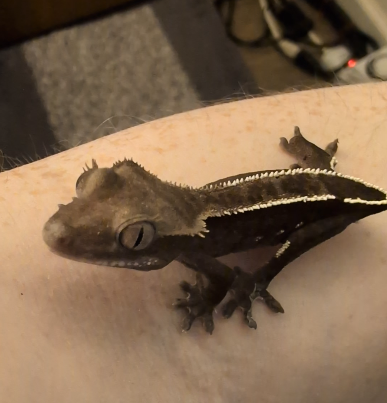 Visual Axanthic x Emptyback x 66% Het Superstripe x Pinstripe