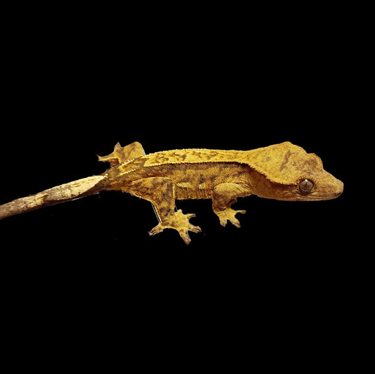 100% Het Axanthic Sub-Adult Female 28g Crested Gecko •HetAx-0328