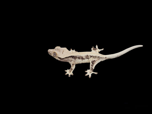 Lily White 66% Het Axanthic Crested Gecko •LwAx-0501