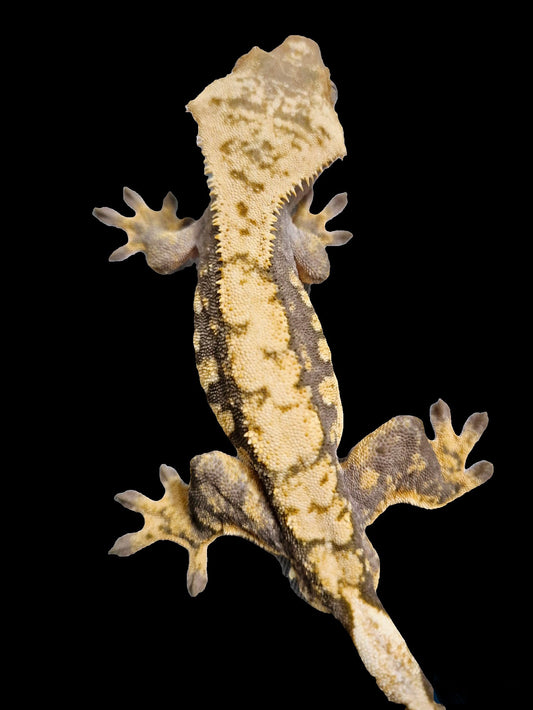 100% Het Axanthic Crested Gecko •HetAx-0502