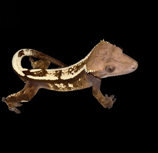 Emptyback x Het Super Stripe “Sable” Crested Gecko Almost RTB Female