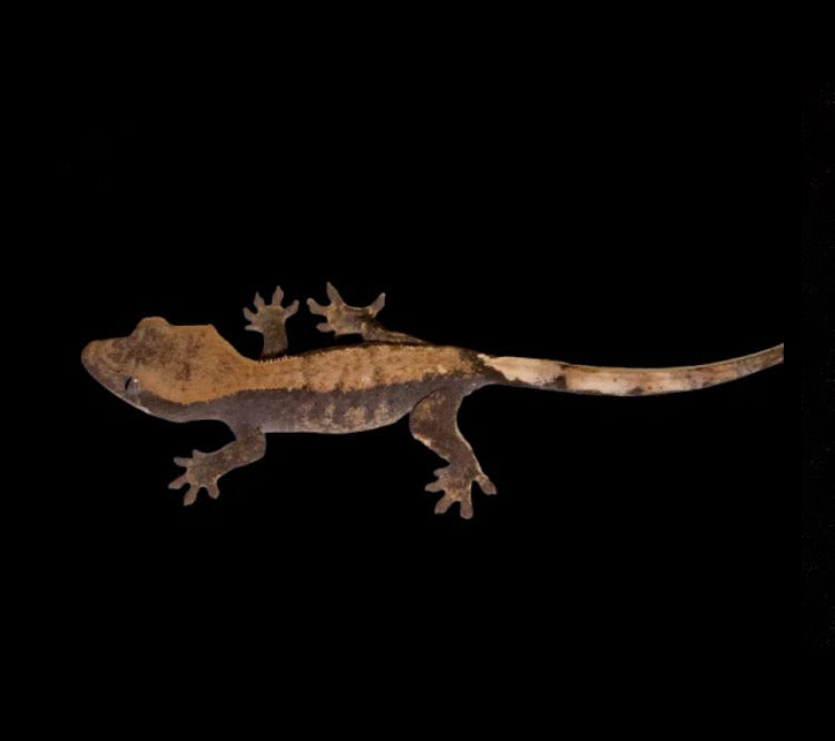 Guaranteed 100% Het Genetic Hypo “ Fire”x Pos Cappuccino “Fire” Crested Gecko Almost RTB Male