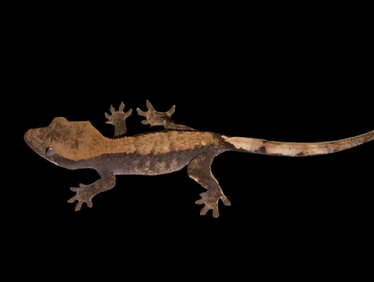 Genetic Hypo x Pos Cappuccino “Fire” Crested Gecko