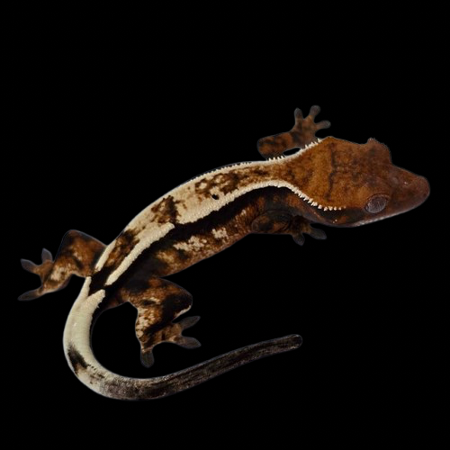 Emptyback x Het Super Stripe “Sable” Crested Gecko