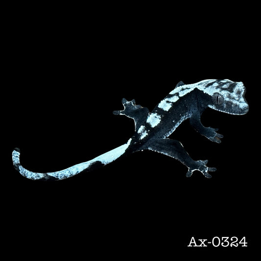 Visual Axanthic Baby Crested Gecko •Ax-0324
